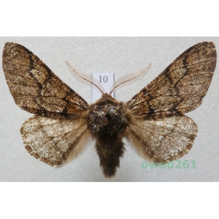 Biston strataria (Hufnagel, 1767) male Czech10